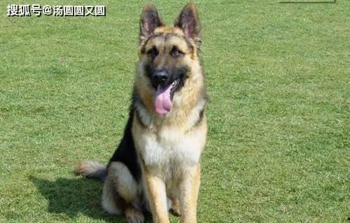 娱乐吃瓜酱牧羊犬,揭秘牧羊犬背后的故事