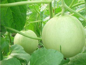 娱乐吃瓜和导演吃瓜区别